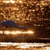 Kolpik africky - Platalea alba - African Spoonbill o6237